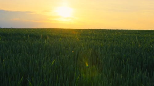 Vibrant Green Field at Sunset