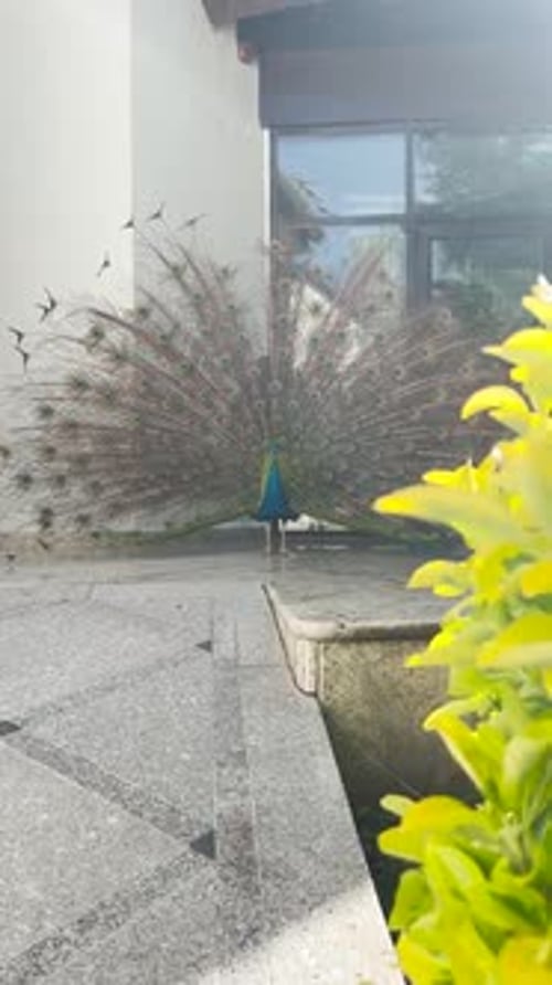 Un paon mâle bleu avec la queue ouverte debout devant une structure dans un jardin par une journée ensoleillée.