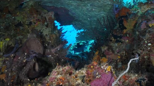 A Day Octopus searching the reef algae and corals for food