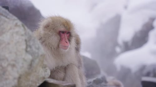 Macaque japonais, expression d'une pensée profonde sur le visage, assis dans de l'eau fumante