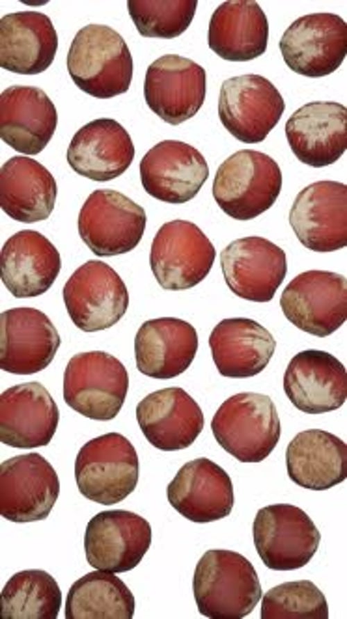 Fresh Hazelnuts Falling Down Seamless Loop Background