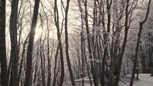 La luz del sol se filtra a través de árboles helados en una tranquila escena de bosque invernal