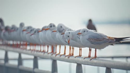 Möwe 4k