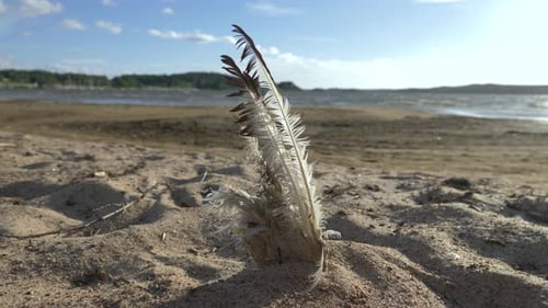 Flügel einer toten Möwe, die an einem windigen Strand aus dem Sand ragt
