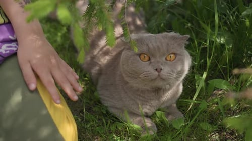 Child Patting a Scottish Fold Cat in Grass