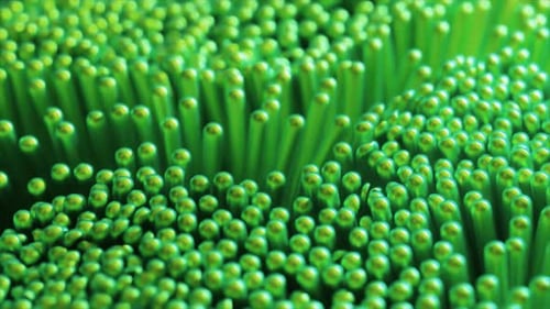 Lush 3D Visualization of Vibrant Green Cylindrical Shapes Densely Packed and Displaying a Lustrous