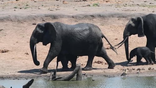 Wide shot of a herd of African elephants with cute calves walking at the edge of a waterhole and pas