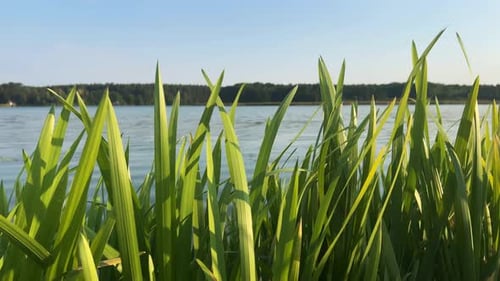 Grünes Gras an der Küste, Slider Shot