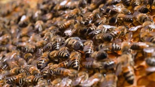 Bees Swarming on Honeycomb, Close Up View
