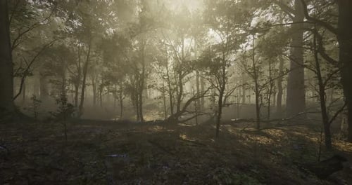 Misty Forest Landscape Illuminated By Soft Sunlight During Early Morning Hours