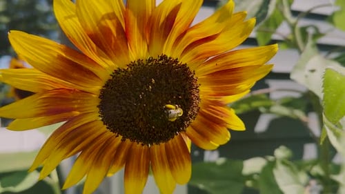 Bee Pollinating Yellow and Brown Sunflower Close Up