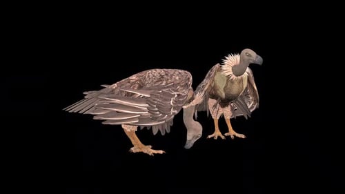 Two Vulture Eat