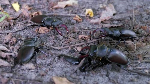 Stag Beetles on Forest Floor