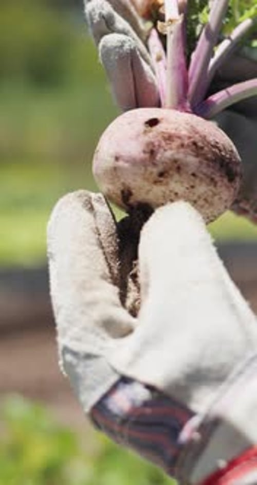 Mains, agriculture et récolte avec du navet pour les cultures, agriculture et inspection des plantes en été