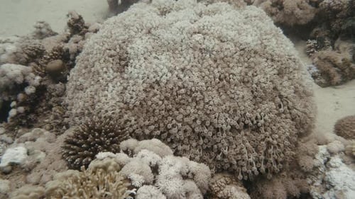 Close Up View of Vibrant Coral Reef