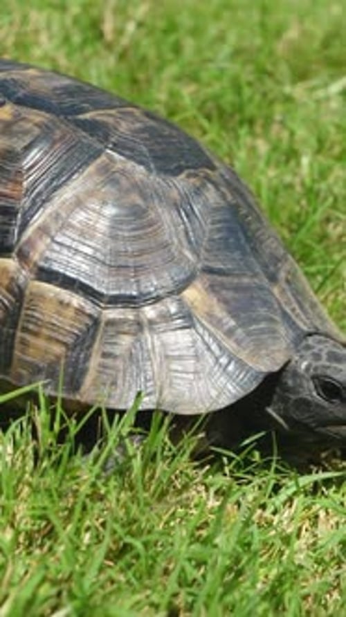 Une tortue rampe sur l'herbe verte