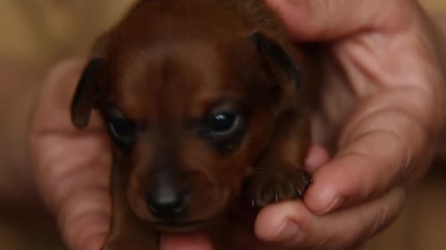 A Small Brown Puppy in the Palms