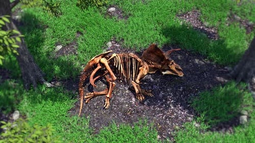 Triceratops Bones