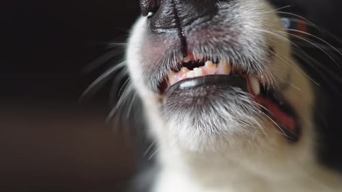 Dangerous Angry Dog Aggressive Puppy Dog Border Collie Baring Teeth Fangs Looking Aggressive