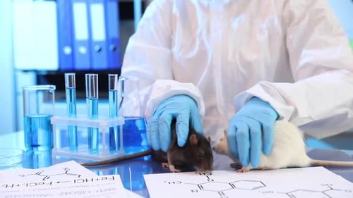 Scientist Inspecting Rats in Medical Research Laboratory