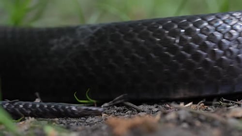 Black Snake Moving on Ground Close Up