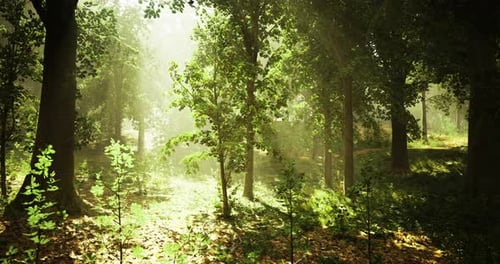 Light Filters Through Trees in a Tranquil Forest During Early Morning