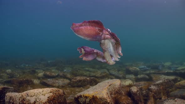 Giant Australian Cuttlefish Sepia apama Migration Whyalla South ...