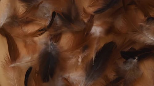 Top view of a minimal background with soft and fluffy white, brown and black feathers blowed away, n