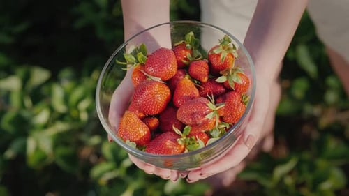Farmer Shows Full Bowl of Ripe Strawberries Just Collected From Field