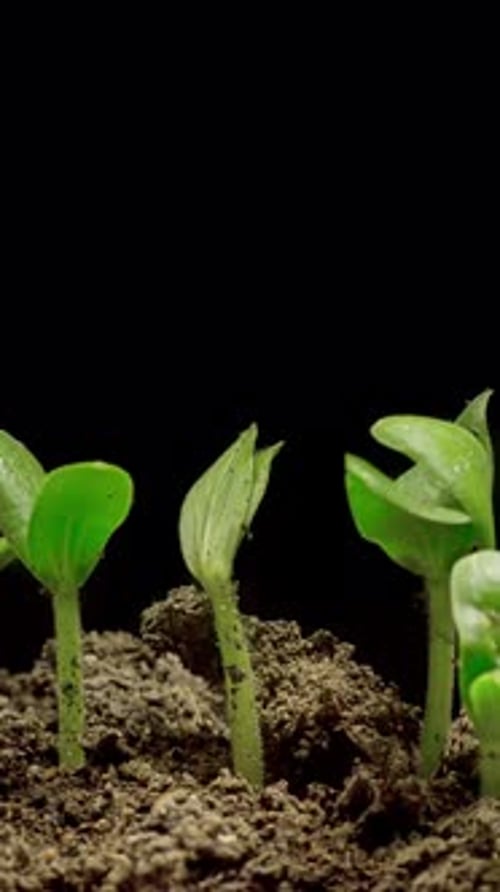 2K Vertical Germinating Seeds Timelapse