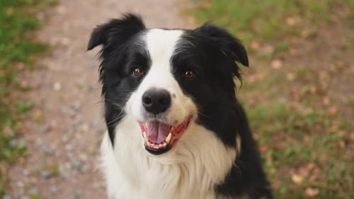 Außenporträt eines niedlichen lächelnden Welpen Border Collie, der auf Parkhintergrund sitzt, kleiner Hund mit