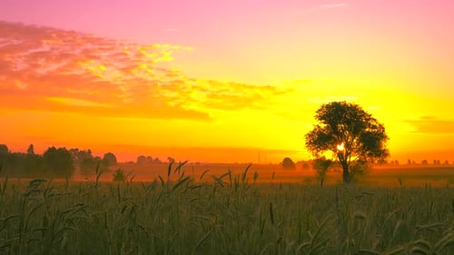 Beautiful landscape in the field at sunrise. 4K.