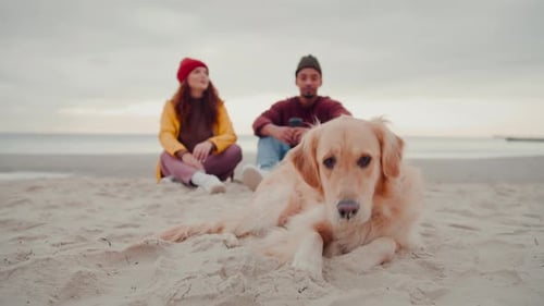 Golden Retriever on Beach with Friends in Background