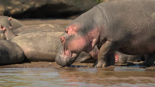 Hippos Relaxing in Waterhole in African Savannah