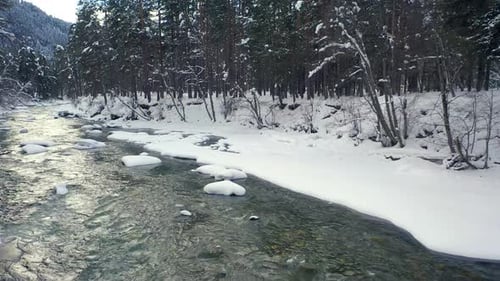 Beautiful snow scene forest in winter. Flying over of river and pine trees covered with snow.
