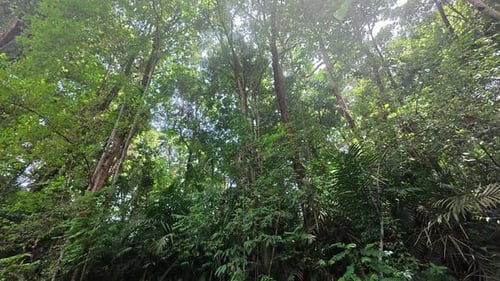 Lush Rainforest Canopy with Towering Trees and Dense Foliage