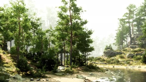 A Serene Forest Landscape with Rocks and Trees