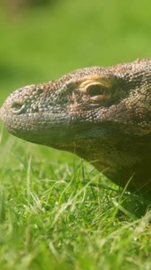 Le lézard dragon de Komodo déguste l'air avec sa langue