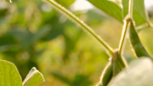 Soybean Grows on the Field Selective Focus