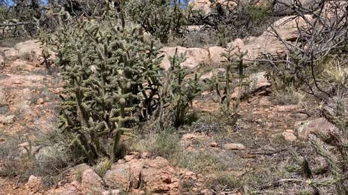 Trockener Cholla-Kaktus-Garten in Royal Gorge Colorado, USA
