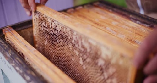 Beekeeper Puts Empty Frames Into the Hive