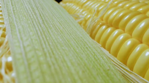 Fresh Yellow Corn on the Cob Macro Shot