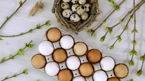 Easter concept background. Quail eggs in the nest, chicken eggs, twigs with green leaves, feathers