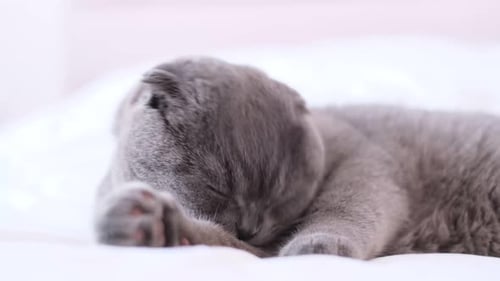 Schottische Tabbykatze wäscht sich die Pfote, Nahaufnahme einer Katze, ein gepflegtes Haustier