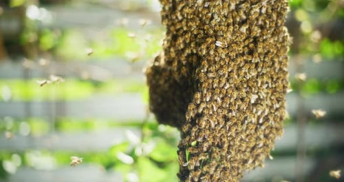 Close-Up of Bees Swarming on Hive in Nature