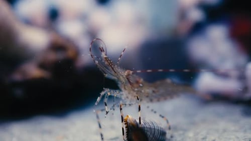 Close up of a tiny sea shrimp underwater