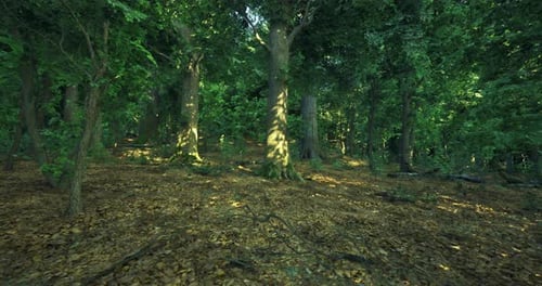 Walking Through a Lush Green Forest with Sunlight Filtering Through Trees