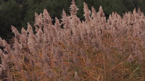 In a serene landscape, cane reeds sway gracefully in the wind, scene of autumnal beauty by the lake.