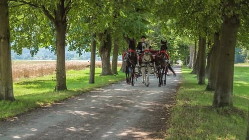 Three horses and a carriage are going through a green tree-lined avenue.