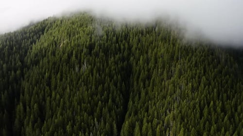 Aerial View Dense Forest In The Mountain At Olympic Peninsula, Washington, USA. - aerial shot